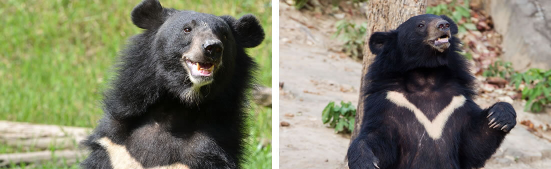 Taiwan Bear